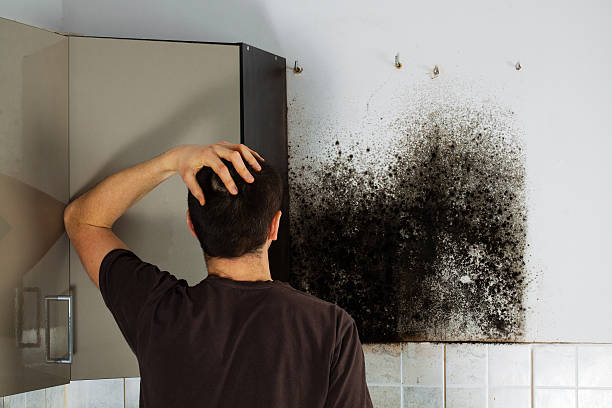 Mold Removal and Inspection in Haviland, NY