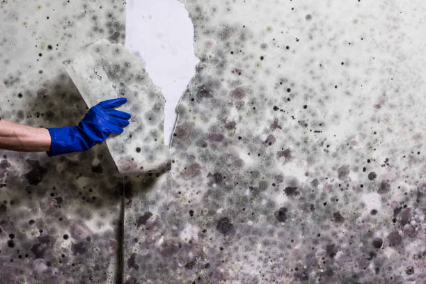 Best Mold Removal and Inspection  in Haviland, NY